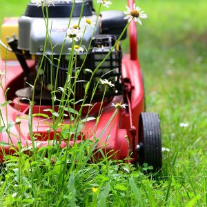 lawn mower, mow, gardening